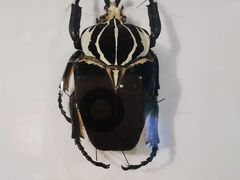 -上海昆虫博物馆