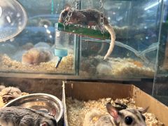 -青石桥花鸟鱼虫市场(叠翠城店)