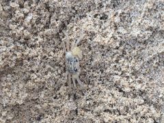 -西涌国际滨海旅游区