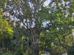 -中国科学院西双版纳热带植物园