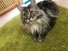 -猫和宫(六道口店)