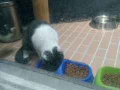 -猫咪博物馆(顶澳仔猫街店)