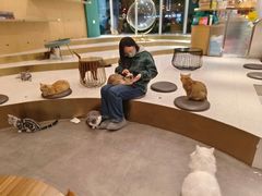 -飞行喵MR PILOT|猫舍·猫咖(静安大融城店)
