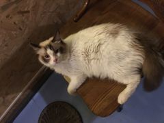 -猫色咖啡·猫咖