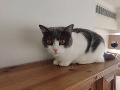 -Catmate·猫肥家润(金润铂宫店)