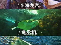 -上海海洋水族馆