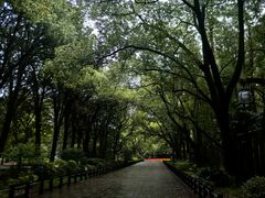 -上海共青森林公园