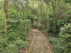 -上海佘山国家森林公园天马山园