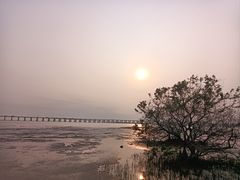 -宝安西湾红树林湿地公园