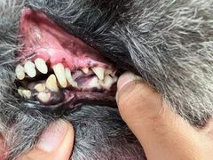 -宠福鑫康馨动物医院·骨科·眼科