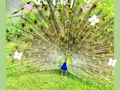 -沈阳森林动物园