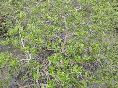 -北海金海湾红树林生态旅游区