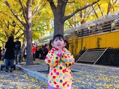 -三里屯东五街银杏大道