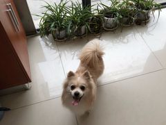 -艾贝尔宠物医院·24H转诊中心·肿瘤猫专科(江宁双龙店)