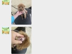 -佳雯宠物医院·皮肤科·内外科(春晓路分院)