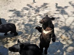 -西安秦岭野生动物园