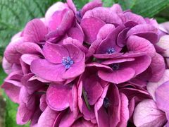 -合肥滨湖国家森林公园