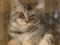 -猫域·湾主题猫咖·宠物吧(南坪城市广场店)