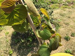 -合肥滨湖国家森林公园