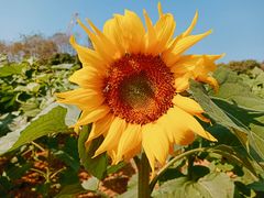 -松山湖南湖湾露营营地