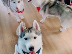 -Husky Go! 哈士奇体验馆·宠物咖啡厅狗咖