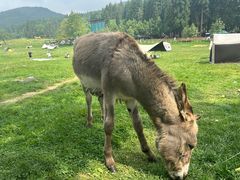 -武陵山森林公园