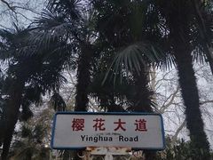 -武汉大学-樱园