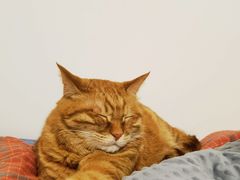 -纳吉亚猫专科动物诊疗中心(蒋宅口分院)