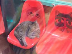 -猫咪博物馆(顶澳仔猫街店)