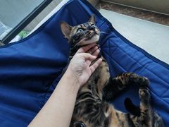 -西涌国际滨海旅游区