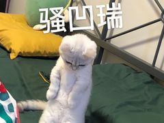 -袖虎·猫馆(体育西路店)