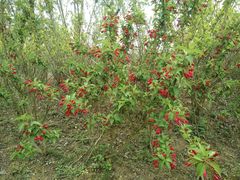 -三圣花乡旅游区