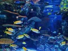 -上海海洋水族馆