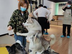 -Husky Go! 哈士奇体验馆·宠物咖啡厅狗咖