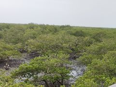 -北海金海湾红树林生态旅游区