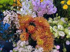 -荷兰花海
