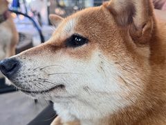 -柴犬高等学院·狗咖·柴犬售卖·宠物训练