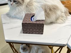 -藏猫猫咖啡主题馆(中央大道店)