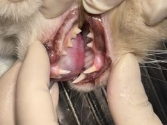 -瑞鹏宠物医院·微创内窥镜·骨外科·牙科(翠竹分院)