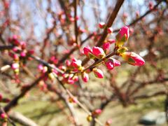 -大兴滨河森林公园