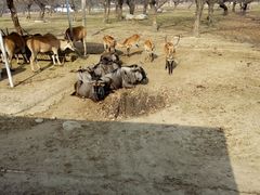 -西安秦岭野生动物园