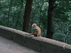 -黔灵山公园