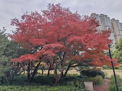 -中山公园