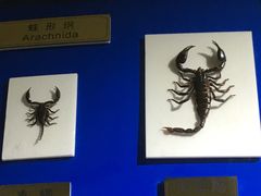 -上海昆虫博物馆