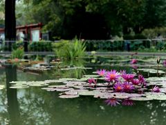 -莲花池公园