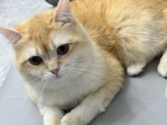 -诺比宠物医院心脏内科·泌尿肾内外科·骨科急重症