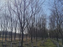 -东郊湿地公园