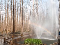 -合肥滨湖国家森林公园