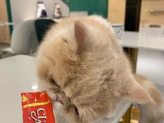 -飞行喵MR PILOT|猫舍·猫咖(静安大融城店)