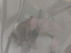 -纳吉亚猫专科动物医院·北北分院
